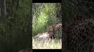 Nature’s Huntress Female Cheetah’s Antelope Mealcheetahhunt [upl. by Alig]