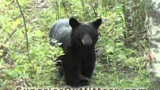 Live Bear Footage  Superior Guide and Outfitters  Northern Wisconsin [upl. by Elam]