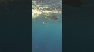 Mahi Dance mahi fishing ocean underwater [upl. by Peppard]