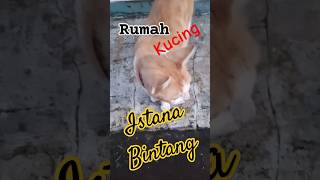 Olen n flen cat catlover cute shortvideo subscribe [upl. by Ilatfen]