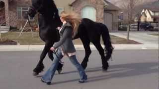 Going for a stroll with my Friesian Stallion Apollo [upl. by Lokin]