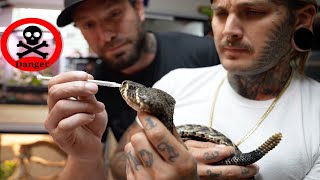 Carefully medicating Venomous Snakes with Vanilla Ice [upl. by Norac825]