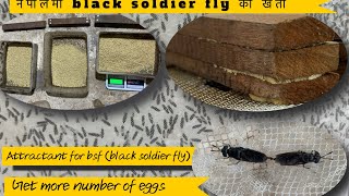 Attractant for bsf black soldier fly Black soldier fly farming in Nepal [upl. by Barvick731]