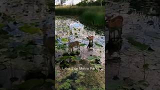 Secrets of Lake Erie Metro Park shorts biking trekbikes insta360x4 michigan metropark [upl. by Derayne]