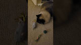 Petlinks Mouse Cat Toy REVIEW Winter 2023 [upl. by Austreng]