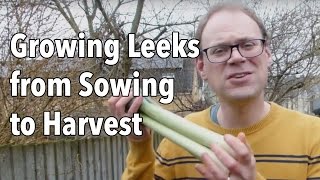 Growing Leeks from Sowing to Harvest [upl. by Adelice]