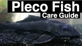 Pleco Fish Care  Plecostomus Catfish [upl. by Sardella114]