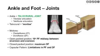 The Foot and Ankle  Overview of Anatomy Kinesiology and Biomechanics [upl. by Cissiee]