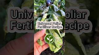 Universal Foliar fertilizer recipe shortvideo garden howto youtubeshorts viralvideo video [upl. by Mae]