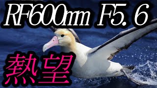 RF600mm F56 DO IS USM キヤノンに要望を出して来ました。 [upl. by Conant827]