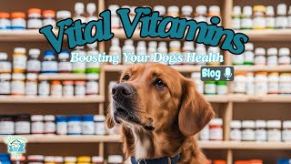 Vital Vitamins The Ultimate Guide to Boosting Your Dogs Health [upl. by Harvie678]