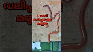 ഇത് മണ്ണിരയോ പാമ്പോ🐍 Worm snake rescued from a well urbanwildlife reptiles sarpa [upl. by Malvia728]