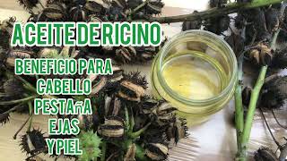 Cómo extraer aceite de ricino casero nature yutuber tutorial [upl. by Mersey]