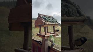 Vogelhaus restaurieren🦜🐤 diy [upl. by Aivuy]