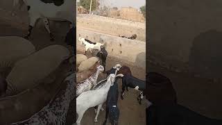 बड़े बकरे बीटल बिक्री jalani goat farm 91 80940 96286 [upl. by Hartzell]