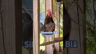 Silverudds Blå rooster crowing  Beautiful chicken breed from Sweden chickens rooster farming [upl. by Ahselak258]