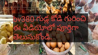 Full details about bv380 layer chicken  Bv380 లేయర్ చికెన్ గురించి పూర్తి వివరాలు [upl. by Odnumde]