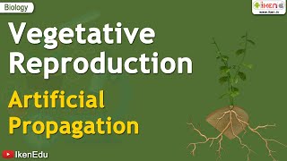 Vegetative Reproduction  Artificial Propagation  iKen  iKen Edu  iKen App [upl. by Klimesh623]