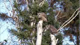 Barred Owl pair calling [upl. by Dickie913]