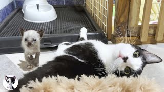 Mu an older cat decides to hug a rescued kitten who is just learning to walk despite his fear [upl. by Giulia]