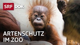 Bedrohte Wildtiere – Artenschutz im Zoo  Fortsetzung folgt  Doku  SRF Dok [upl. by Salem]