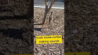 This is What Bush StoneCurlew Sounds When I got Too Closed  Grounddwelling Bird Endemic to AUS [upl. by Nealey]