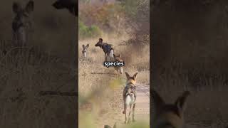 Meet the Wild Dogs Ruling the Wilderness [upl. by Rivalee]