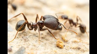 Pheidole Rhea colony 2023 [upl. by Rheingold]