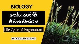 life cycle of Pogonatum [upl. by Jezreel272]