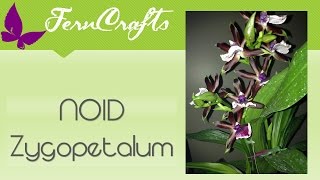 FernCraftsZygopetalum repot amp AfterCare tips  Aug 2015 [upl. by Earla]