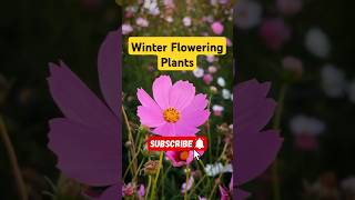 Best easy amp fast growing flowering plants in winter plants shorts winterfloweringplants [upl. by Ientruoc]