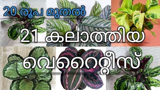 Calathea plants  20 varieties  all india  online  kodungallur  Video233 [upl. by Yates469]