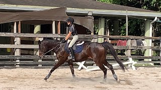 Avril amp Forrest Working  Equitation  Horse Show Jumping  Hunter [upl. by Dimo]