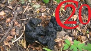 How to ID Black Bear Scat [upl. by Macmahon]