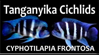 LAKE TANGANYIKA  AFRICAN CICHLIDS  CYPHOTILAPIA FRONTOSA  AKWAPASJA [upl. by Kirre]