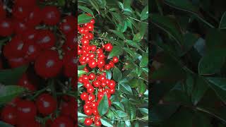 🌼☆¹•¹ Sacred Bamboo Nandina domestica 🌼☆¹ Ranunculales •¹ Berberidaceae [upl. by Kluge]