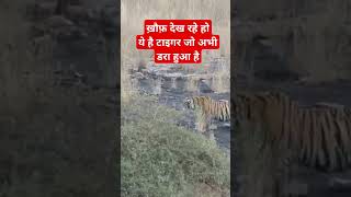 Fight between sloth bear amp tiger viralvideo wildlife video reels subscribe shorts shortvideo [upl. by Ahsain277]