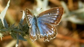 polyommatus daphnis  butterflies of Greece [upl. by Base475]