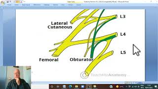 Musculoskeletal Module Anatomy of Lower Limb in Arabic 19  Lumbar plexus  Wahdan [upl. by Postman647]