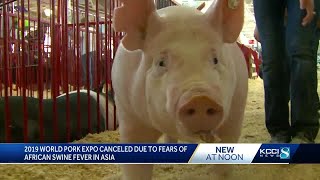 World Pork Expo cancelled over swine disease fears [upl. by Cirde]