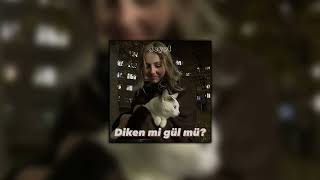 Sibel Can amp Eypio  Diken mi Gül mü speedlyrics [upl. by Aihsemot]