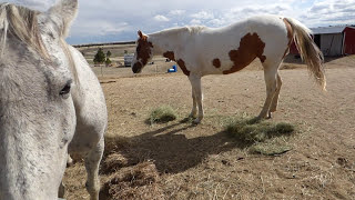 Horses Eating Hay Our Mares Express and Sweetie Eating [upl. by Yettie]