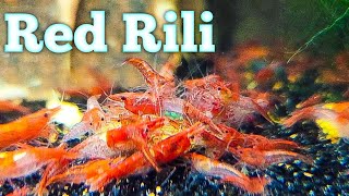 Mixing Shrimp Colors to Make Your Own Line  Red Rili Shrimp [upl. by Aramak]