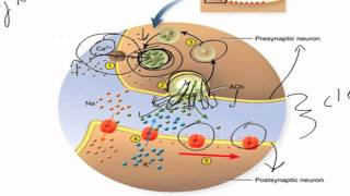 The Chemical Synapse [upl. by Odnaloy]