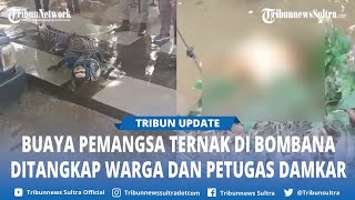 Buaya Pemangsa Sapi Ditangkap Warga di Taubonto Rarowatu Bombana Sulawesi Tenggara [upl. by Dorweiler723]