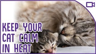 How to Calm a Cat in HEAT  Top Tips [upl. by Mignon263]