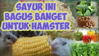 SAYUR YANG BOLEH DAN BAIK UNTUK HAMSTER ❗ [upl. by Lalo26]