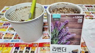 라벤더 키우기 Lavender planting challenge 라벤더 씨앗 심기 Growing Lavender 베란다 정원 식집사 식물 키우기 [upl. by Yeldah842]