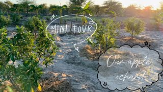 Mini tour  Our 1 year old apple ochard  Growing Wambugu apples in Namibia 🍎🍎 [upl. by Derina]