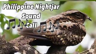 Philippine Nightjar  Toktor  Sound Call [upl. by Cony]